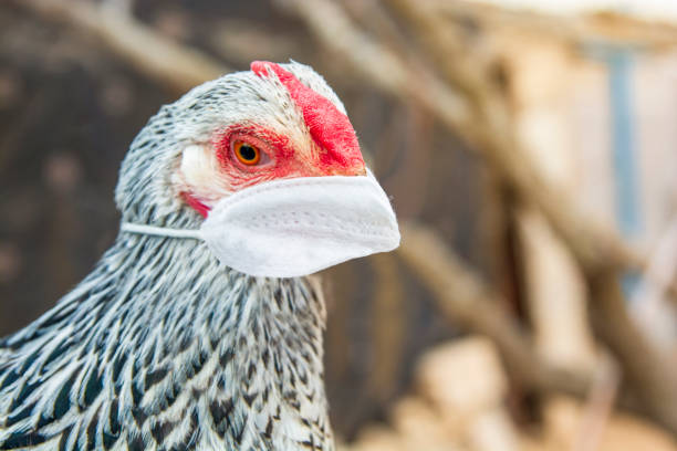 Biosécurité tropicale pour poulets de chair