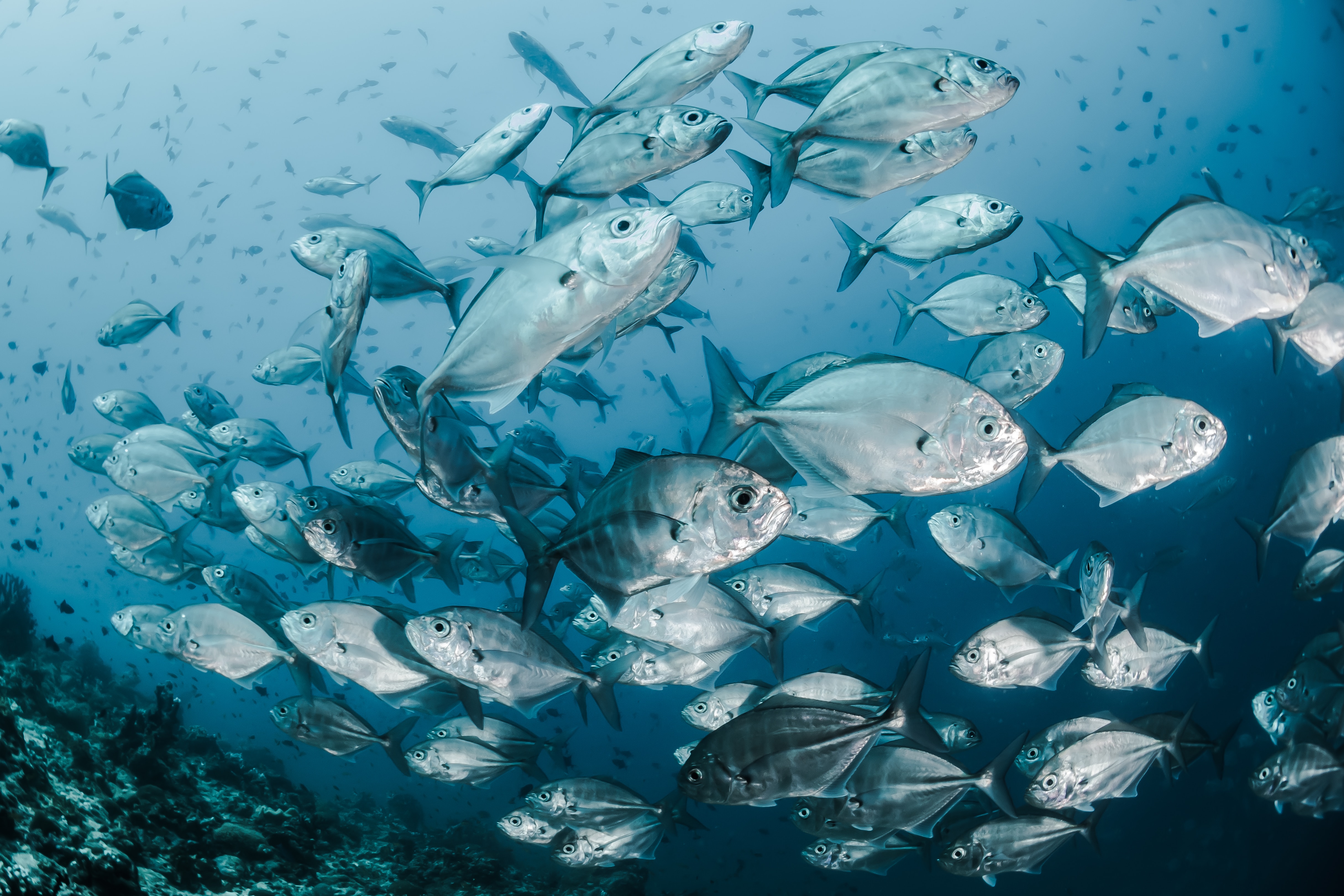 Qualité de l’eau en pisciculture