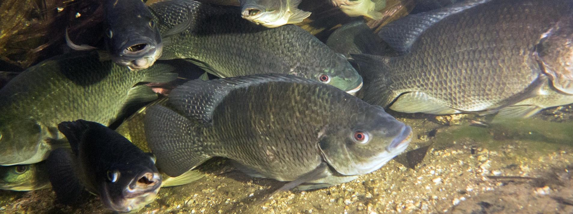 Solutions Pisciculture — MARIDAV CI