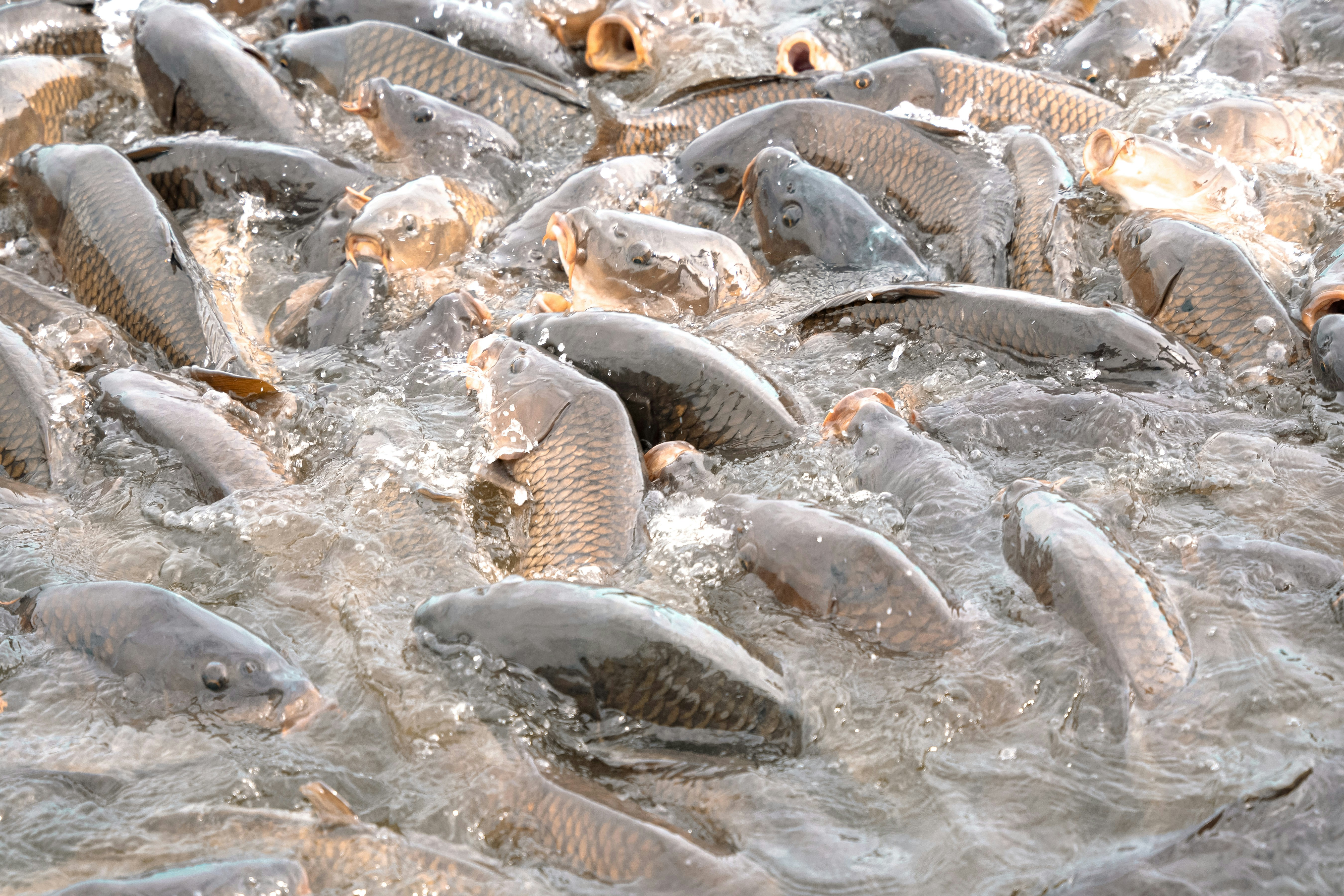 Pisciculture tilapia accompagnée par MARIDAV Côte d'Ivoire