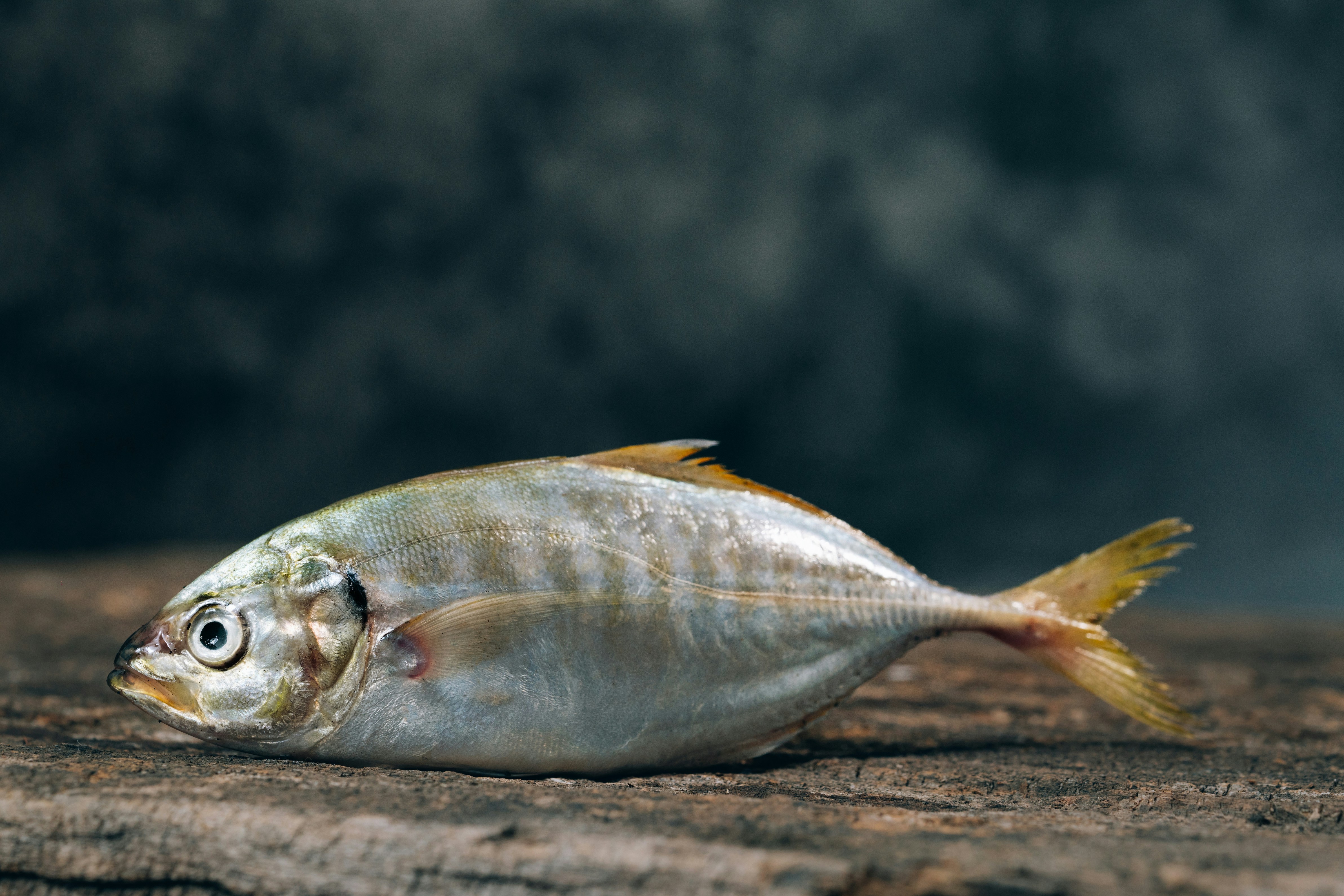 Solutions Pisciculture — MARIDAV CI